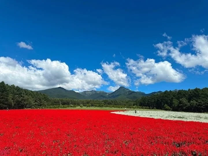 赤い花と白い花の畑