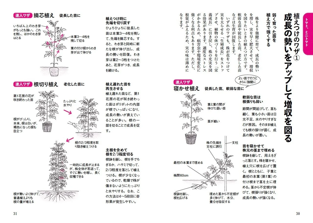 トマトの植え付けワザ