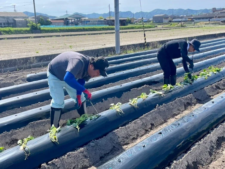 苗の植え付け作業の様子
