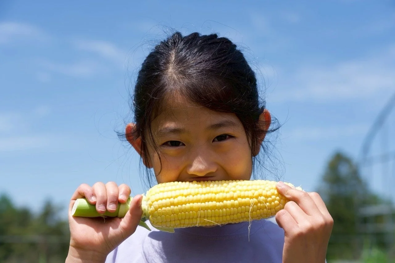 トウモロコシを食べる女の子