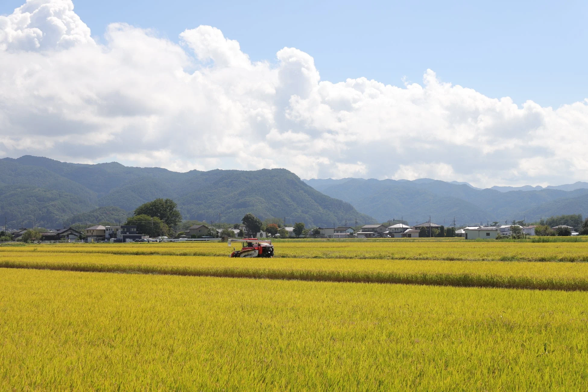 黄金色に実った広大な田んぼで、コンバインが稲刈りを行っている日本の農村風景