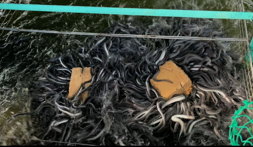 魚粉を使わないウナギ用飼料「神威ZERO」をフィード・ワンが開発、2026年内の発売を予定