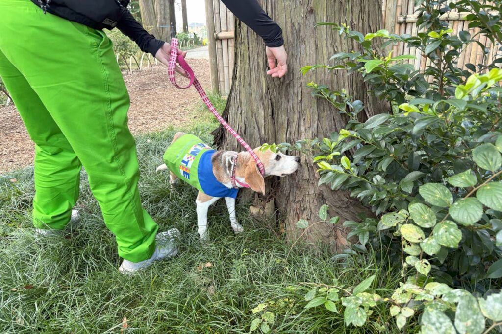 旧岩崎久彌末廣農場別邸公園でシロアリ探知犬を活用した樹木調査を初実施