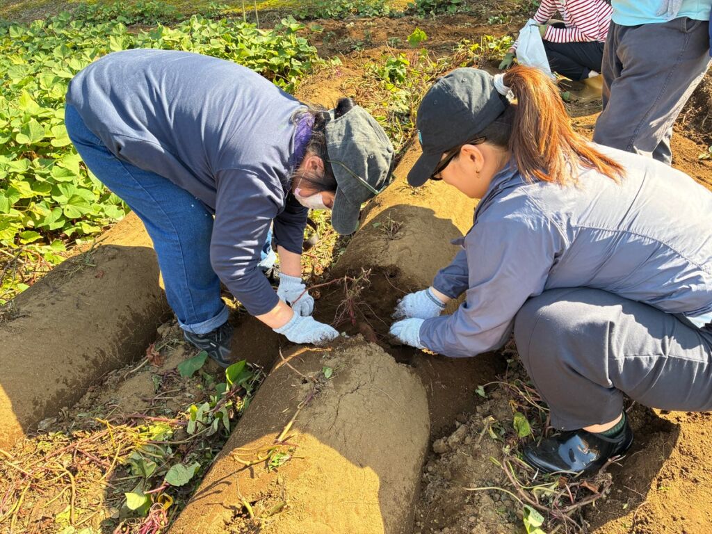 千葉・多古町の畑で収穫体験と豪雨被害の現状を学ぶ コープみらい「秋の畑でのんびりタイム♪2026」