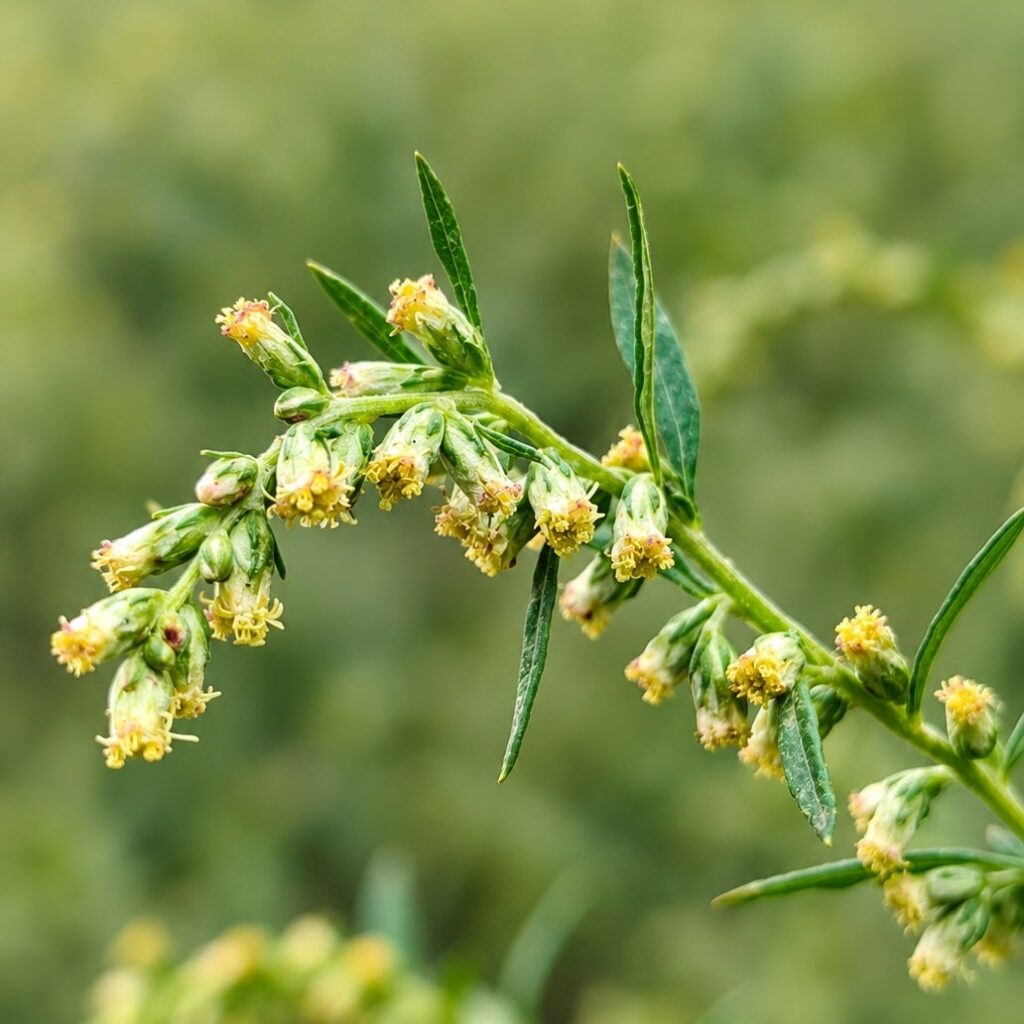 花ことば「夫婦愛」「決して離れない」の花は？ それは、「ヨモギ」の小さな花