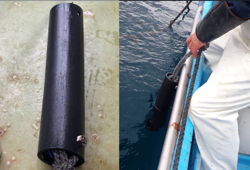 海藻のフリー配偶体を「塗る」新技術「SP法」で藻場再生へ