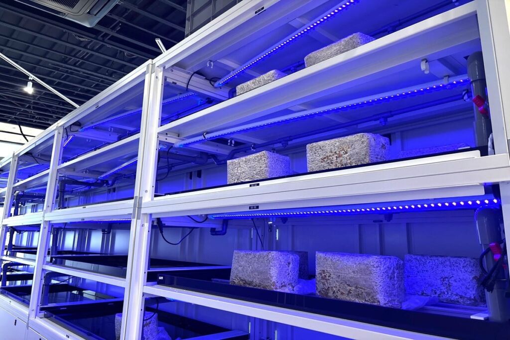 きのこを育て、そのCO₂を植物へ。FIVORが新型きのこ栽培装置「TAMATE BOX KASAJIZO」を11月16日発売開始
