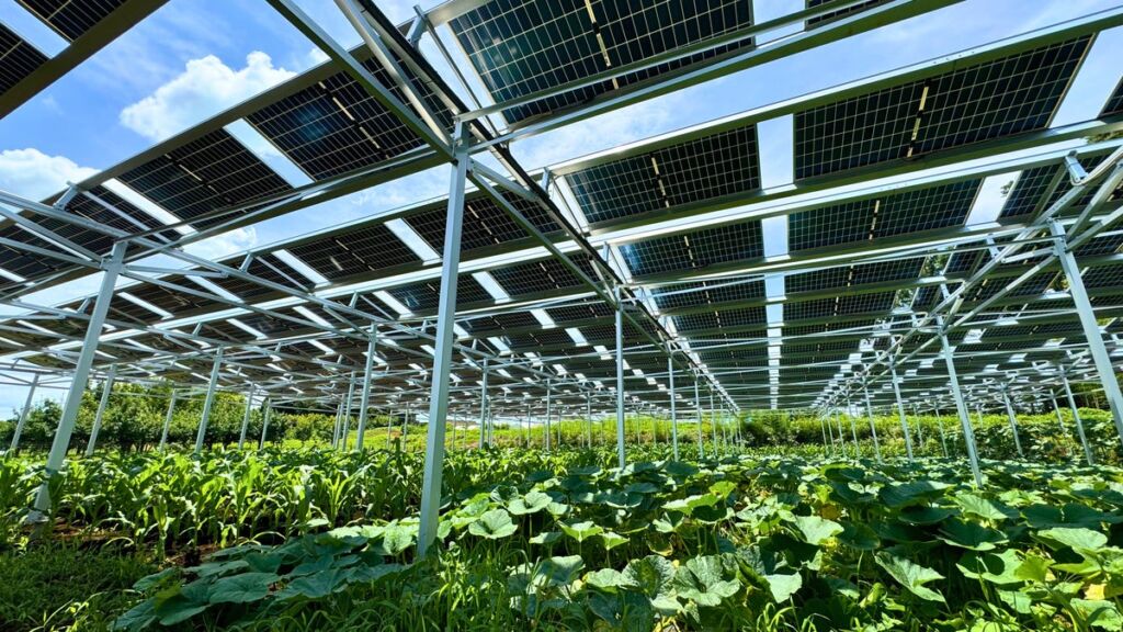 発電と農業を一体運営、筑西市の営農型太陽光が「ソーラーウィーク大賞2026」優秀賞に